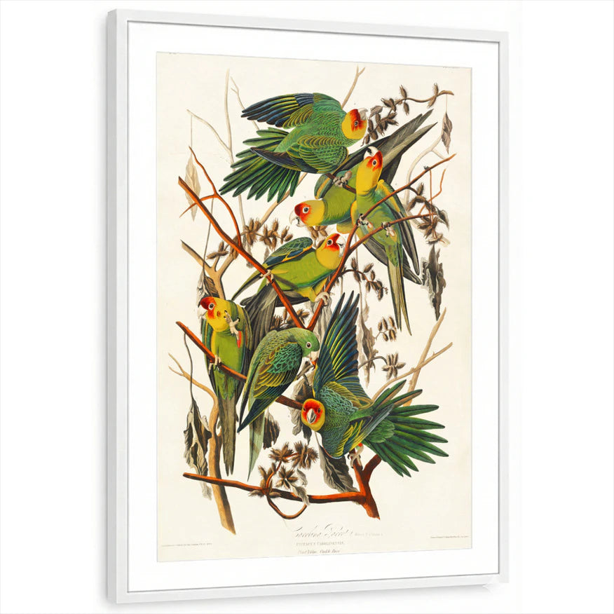 framed-print-white-matted