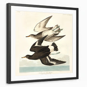 framed-print-black-matted