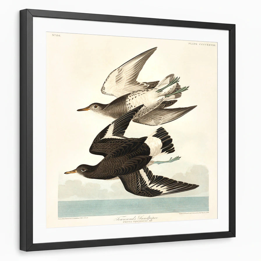 framed-print-black-matted