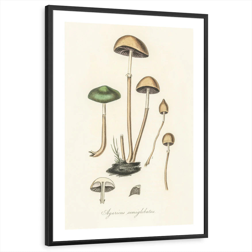 framed-print-black-white-border