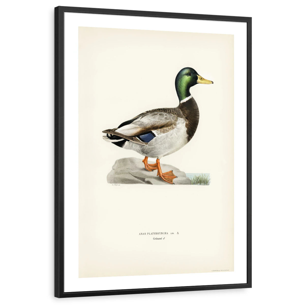 framed-print-black-white-border