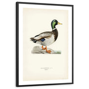 framed-print-black-white-border