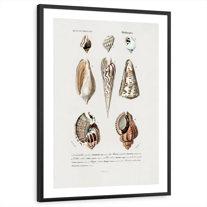 framed-print-black-white-border