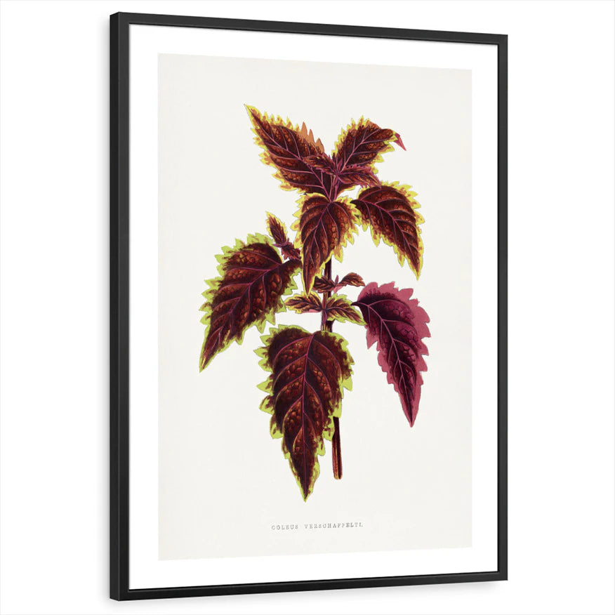framed-print-black-white-border