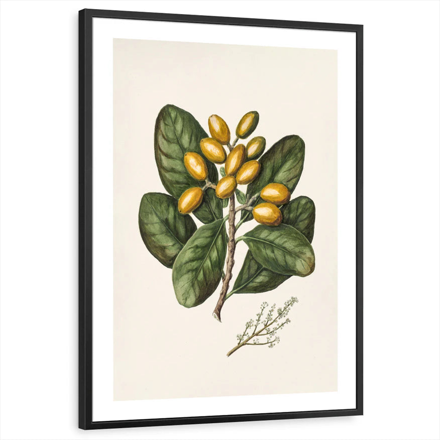 framed-print-black-white-border