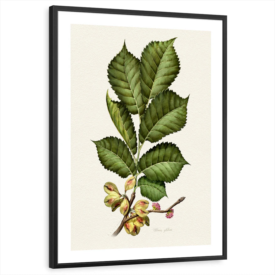 framed-print-black-white-border