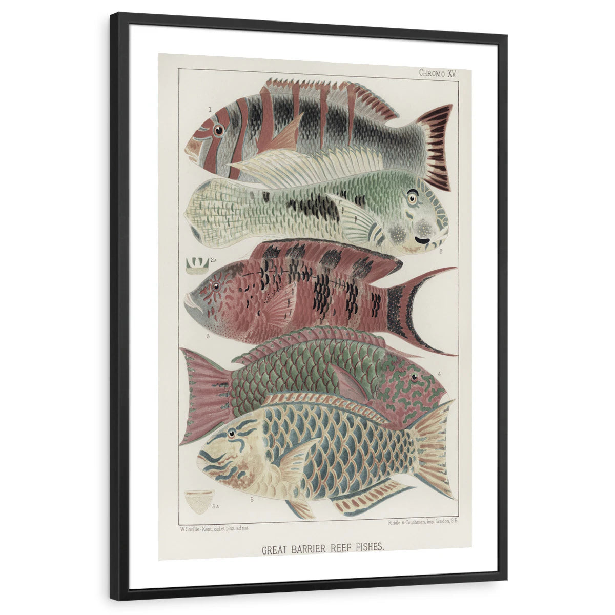 framed-print-black-white-border