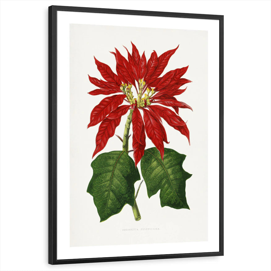 framed-print-black-white-border