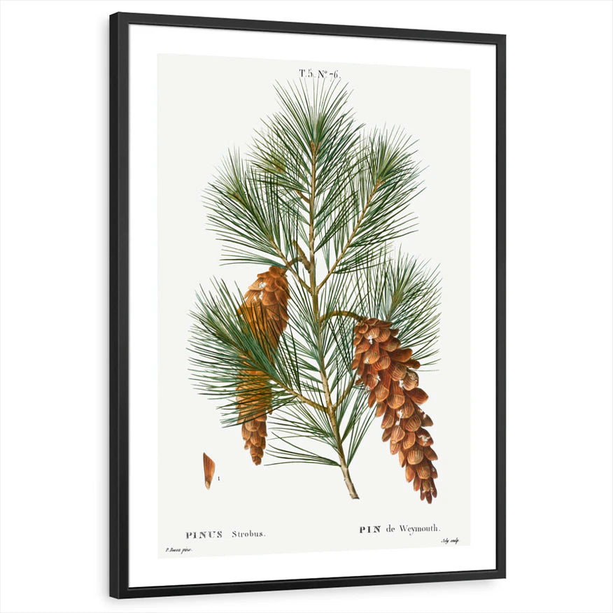 framed-print-black-white-border