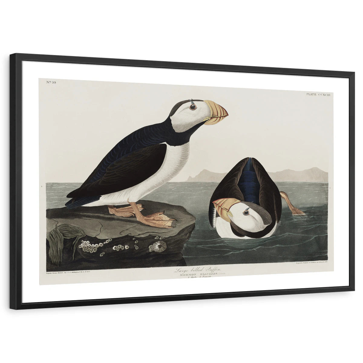 framed-print-black-white-border