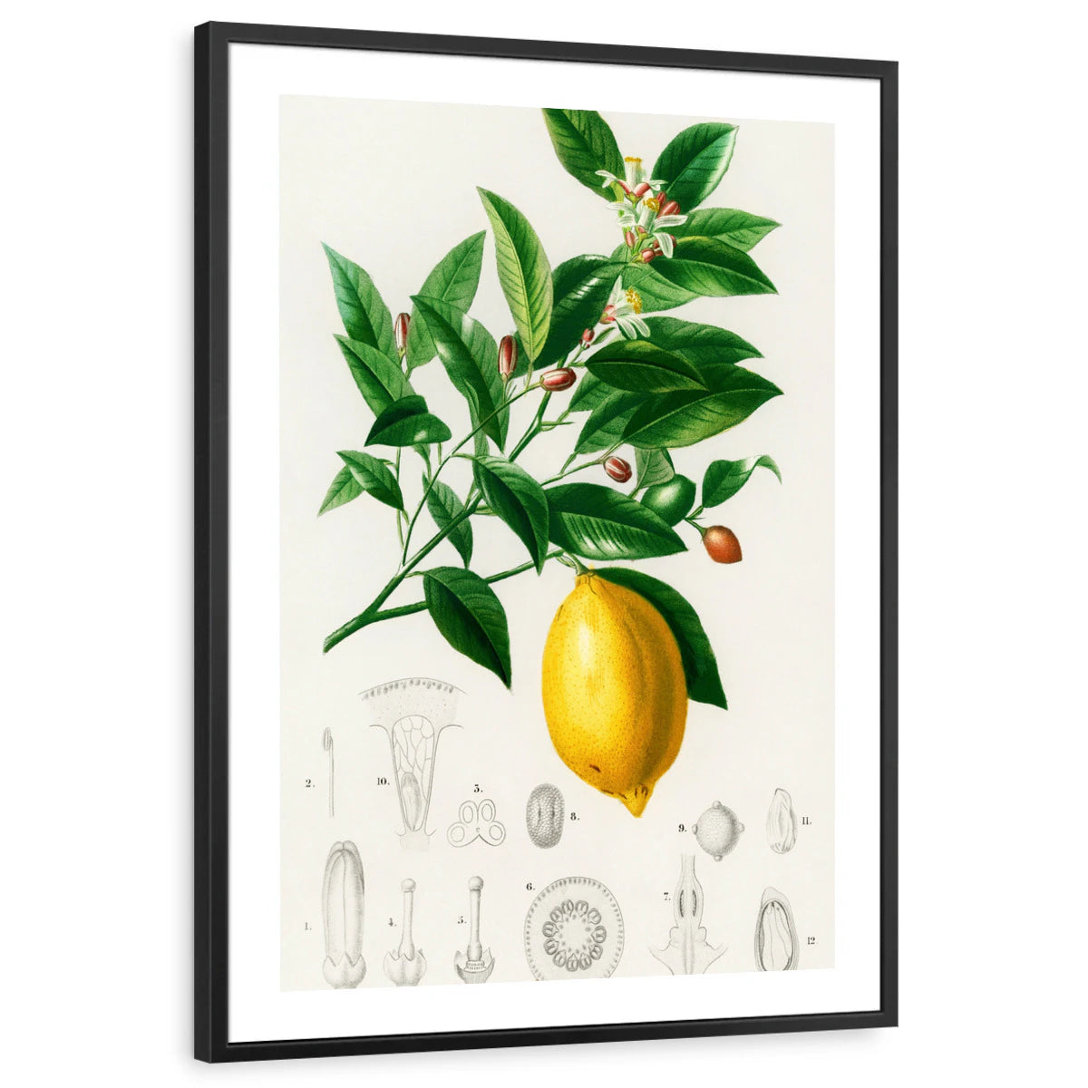 framed-print-black-white-border