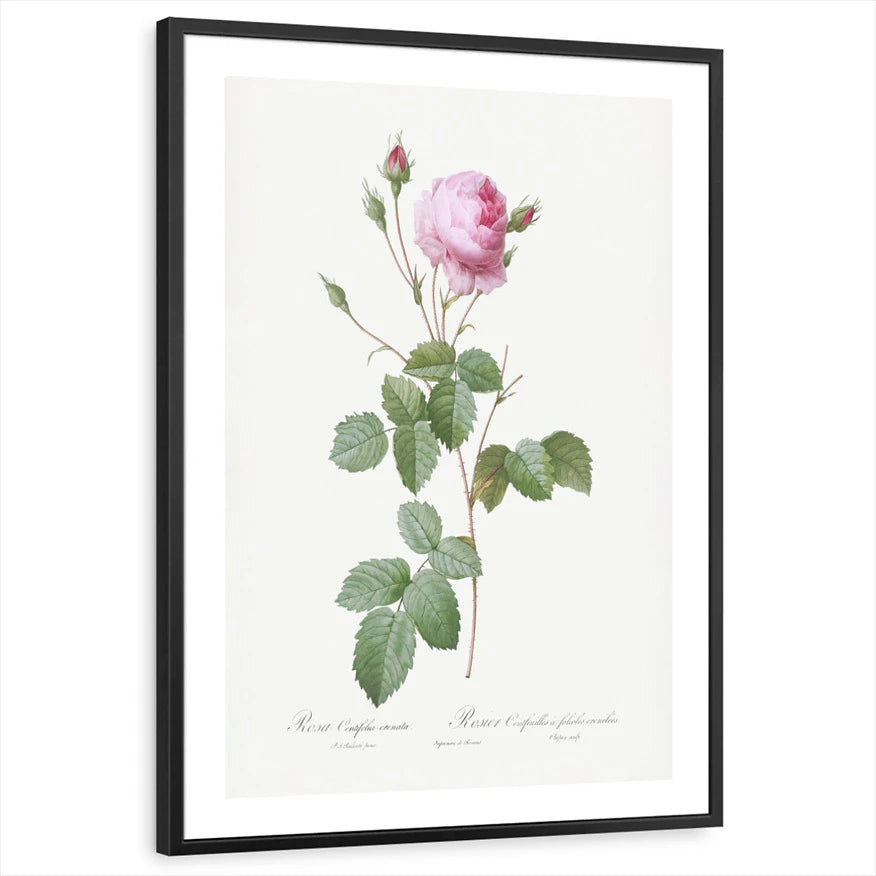 framed-print-black-white-border