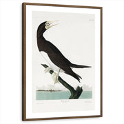 framed-print-brown-walnut-white-border