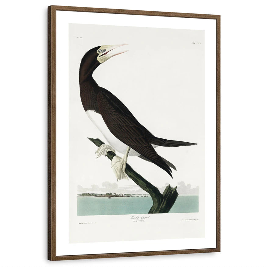 framed-print-brown-walnut-white-border