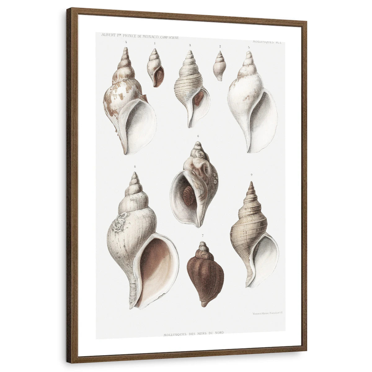 framed-print-brown-walnut-white-border