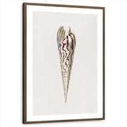 framed-print-brown-walnut-white-border