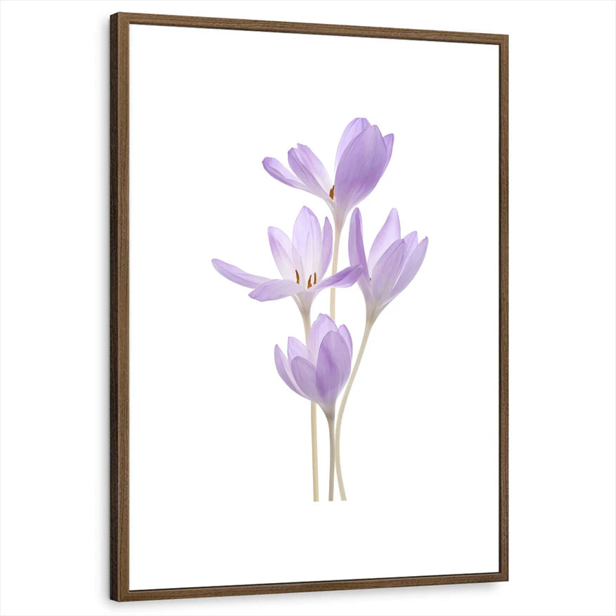 framed-print-brown-walnut-white-border