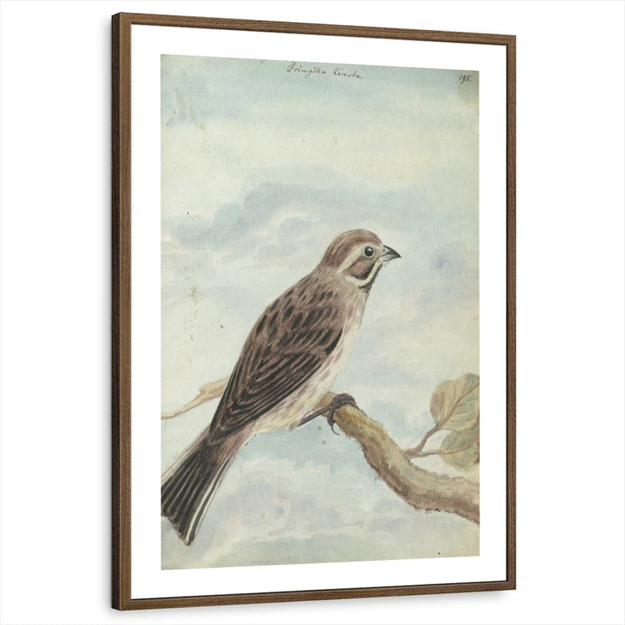 framed-print-brown-walnut-white-border