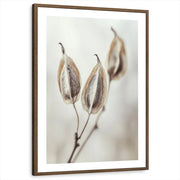 framed-print-brown-walnut-white-border