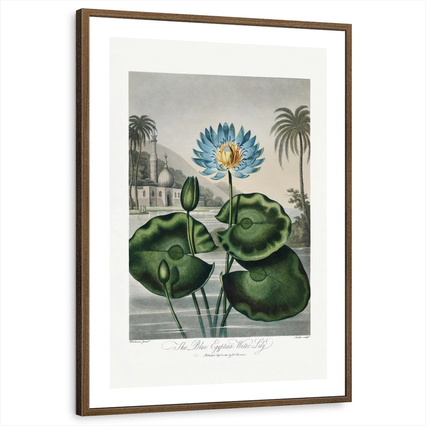 framed-print-brown-walnut-white-border