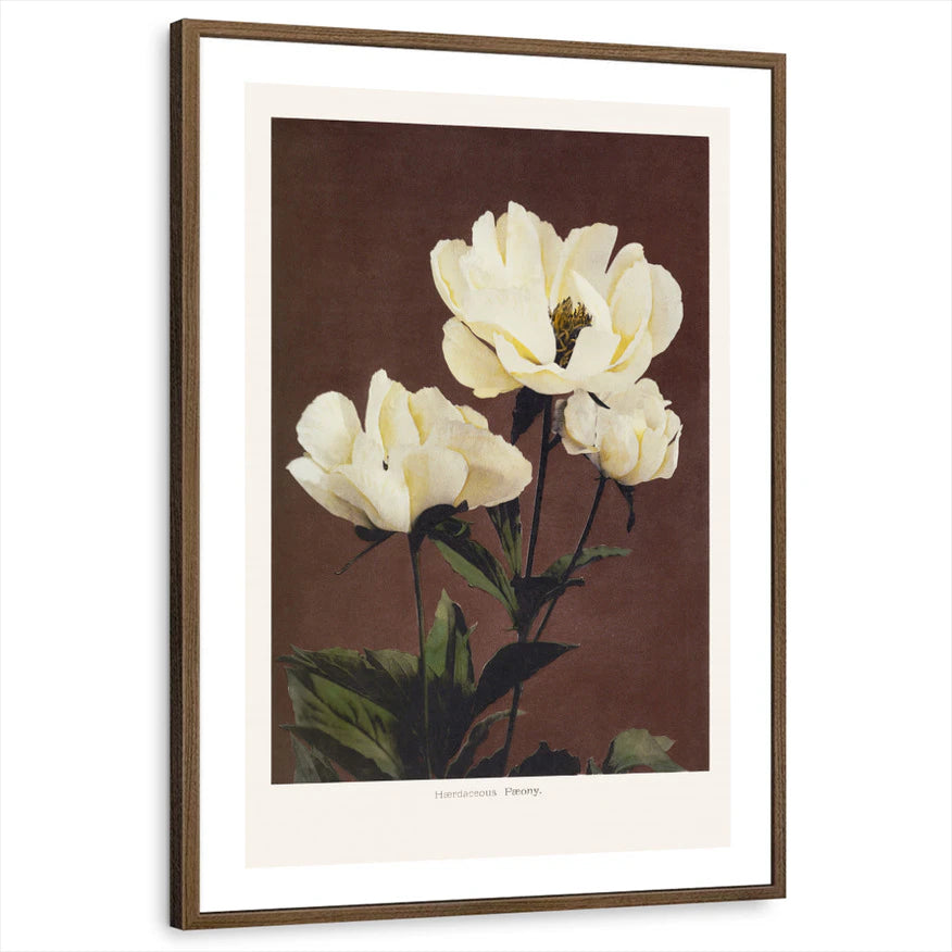 framed-print-brown-walnut-white-border