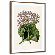 framed-print-brown-walnut-white-border