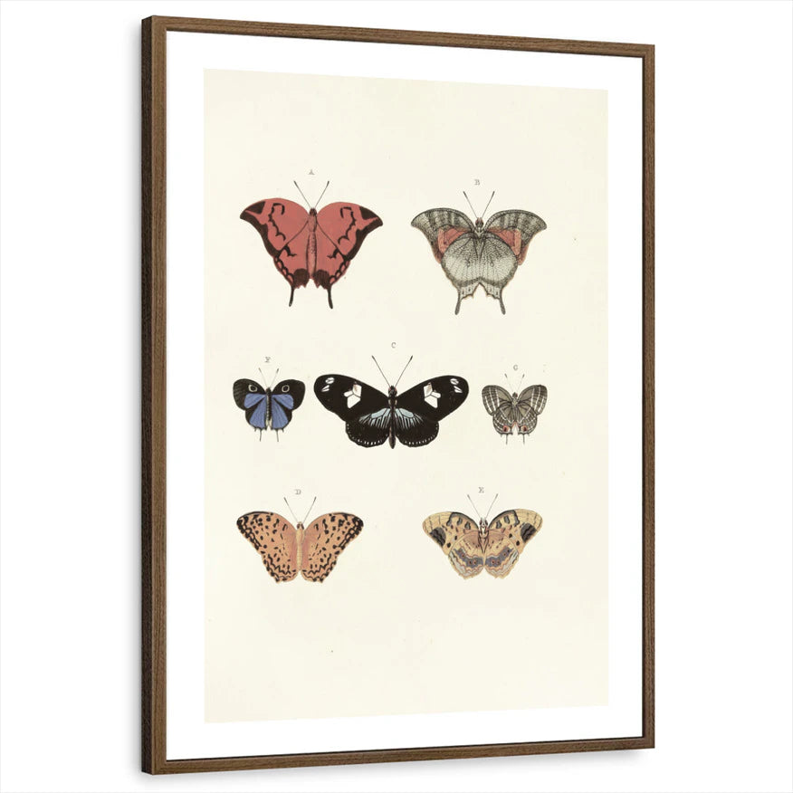 framed-print-brown-walnut-white-border