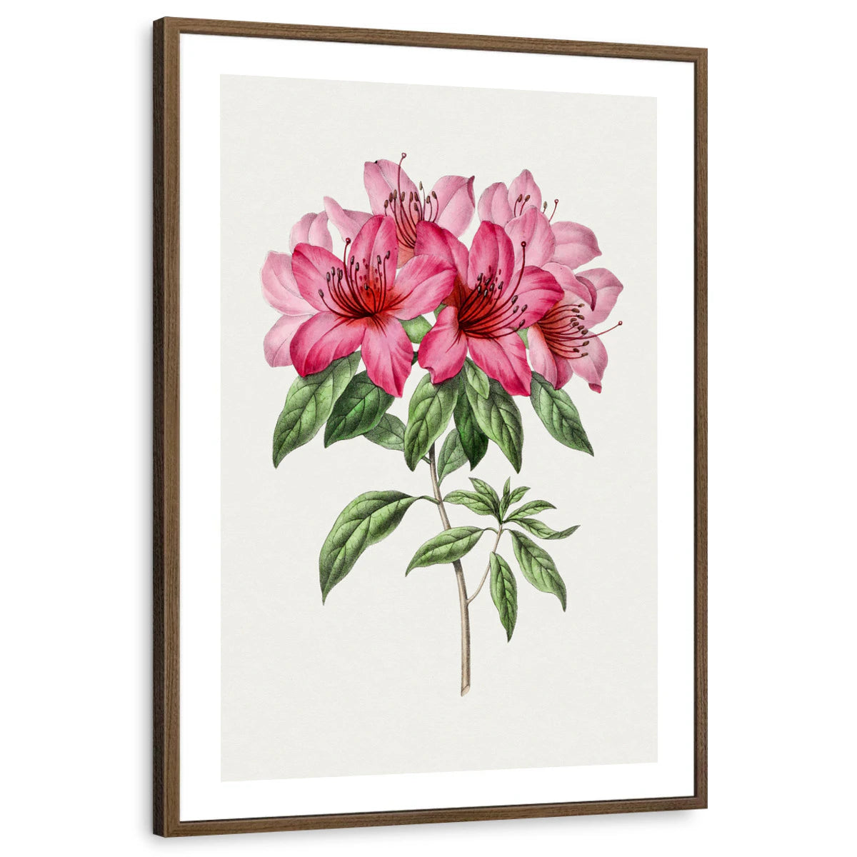 framed-print-brown-walnut-white-border
