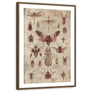 framed-print-brown-walnut-white-border
