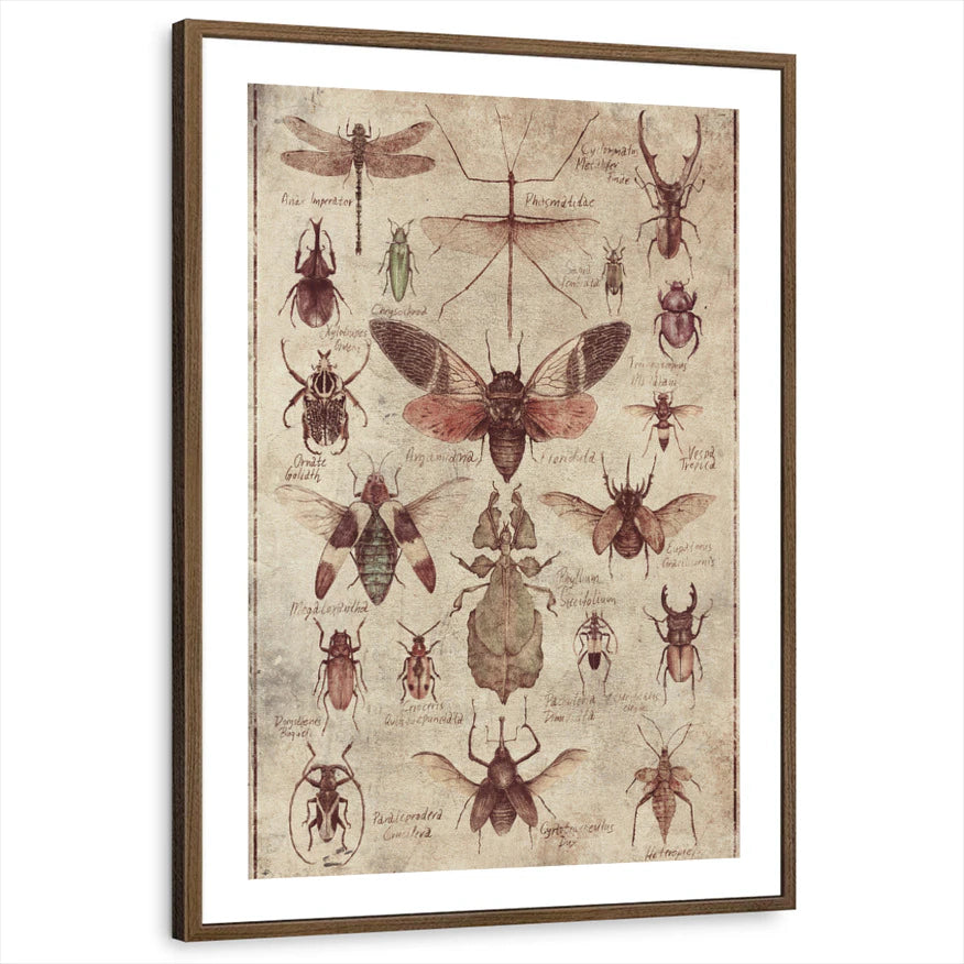 framed-print-brown-walnut-white-border