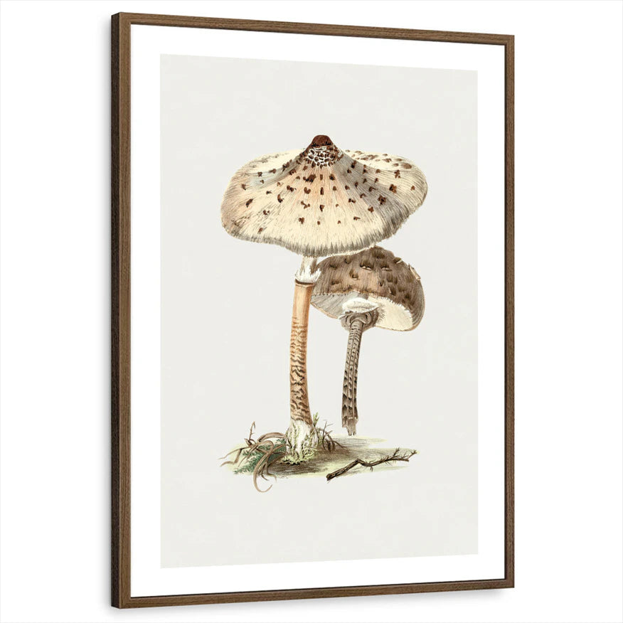 framed-print-brown-walnut-white-border
