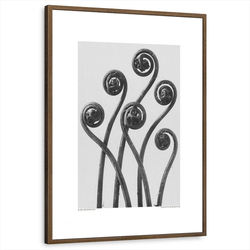 framed-print-brown-walnut-white-border