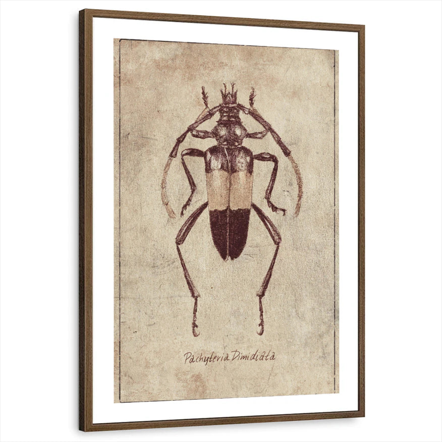 framed-print-brown-walnut-white-border
