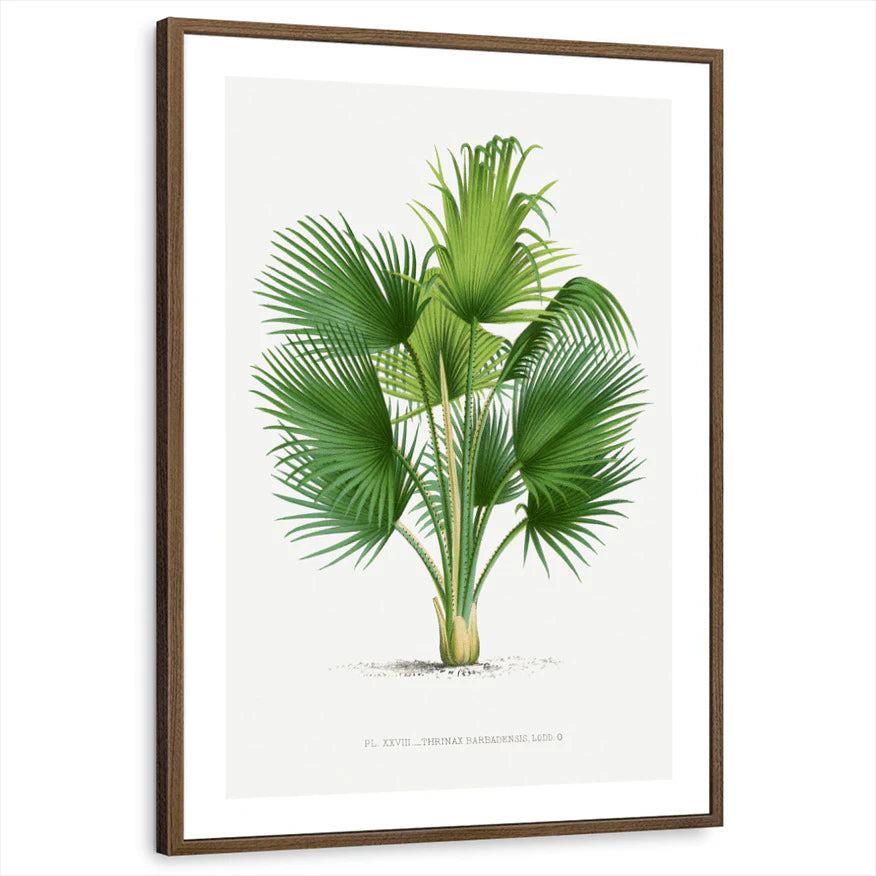 framed-print-brown-walnut-white-border
