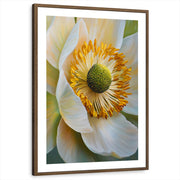 framed-print-brown-walnut-white-border