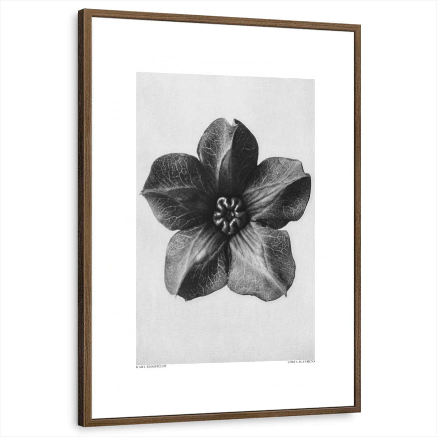 framed-print-brown-walnut-white-border