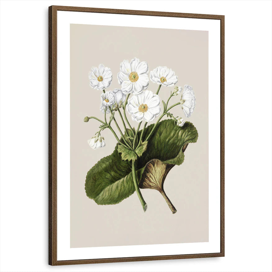 framed-print-brown-walnut-white-border