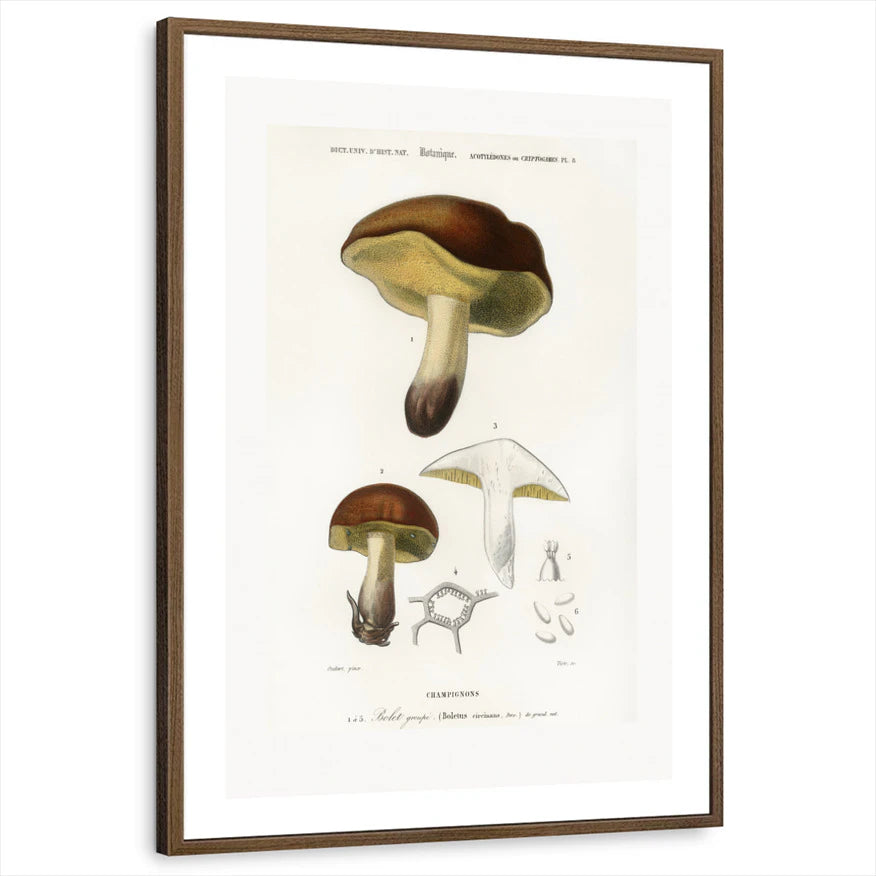 framed-print-brown-walnut-white-border
