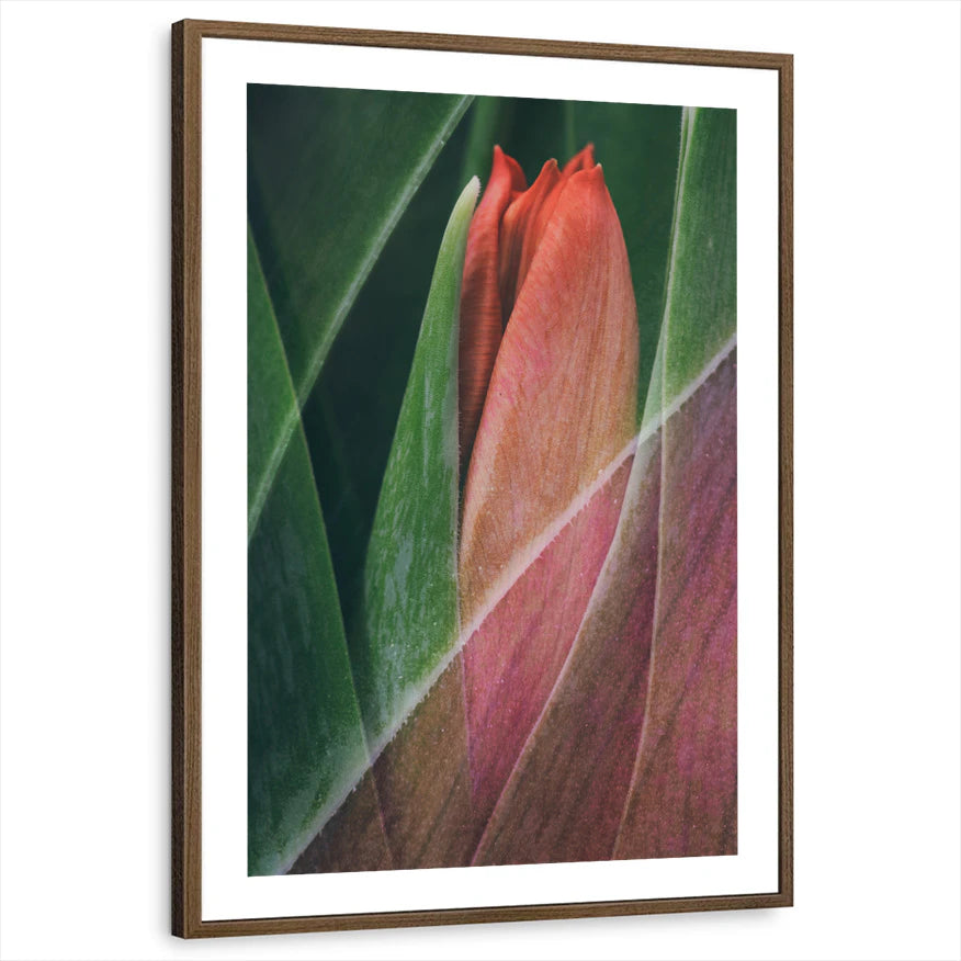 framed-print-brown-walnut-white-border