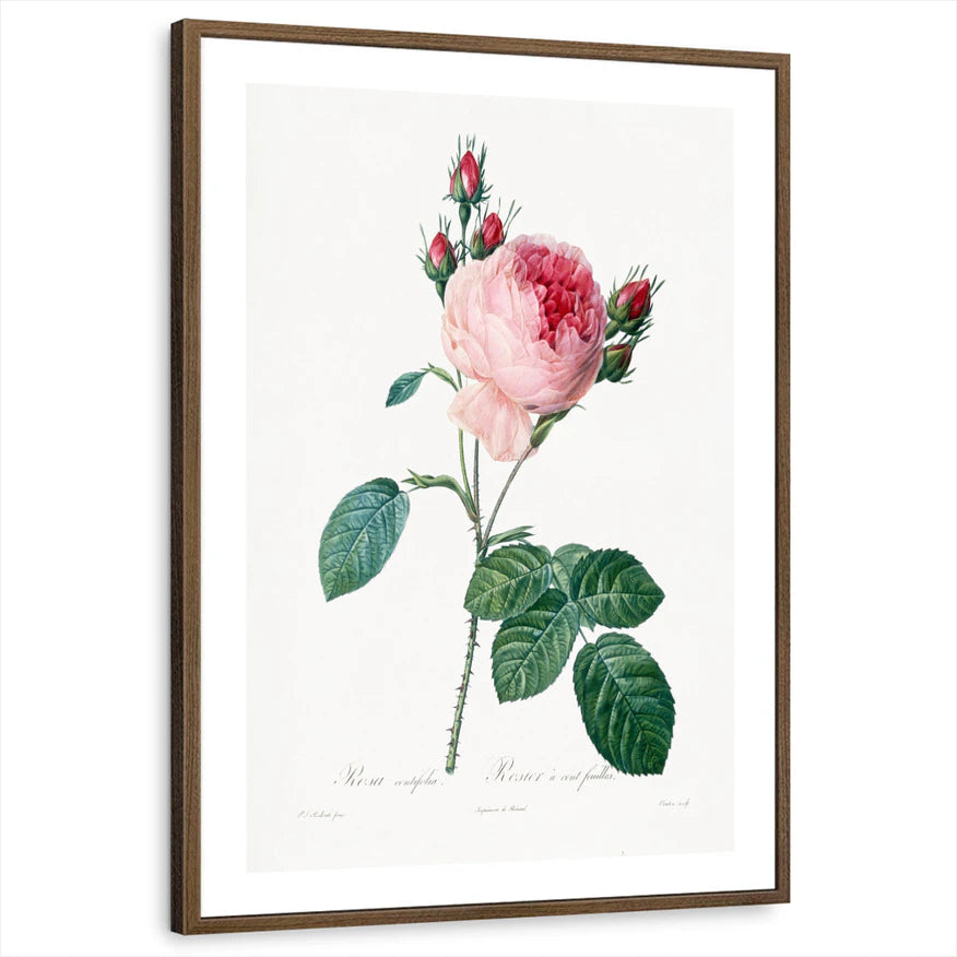 framed-print-brown-walnut-white-border