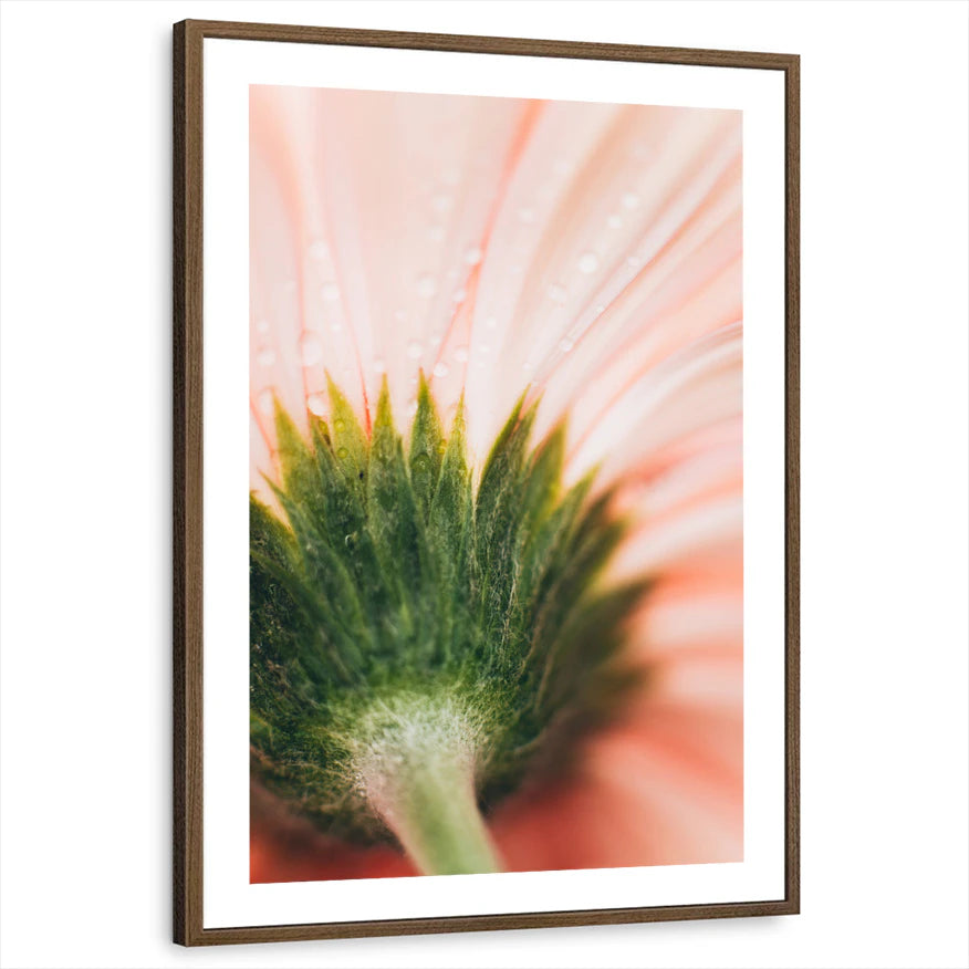 framed-print-brown-walnut-white-border