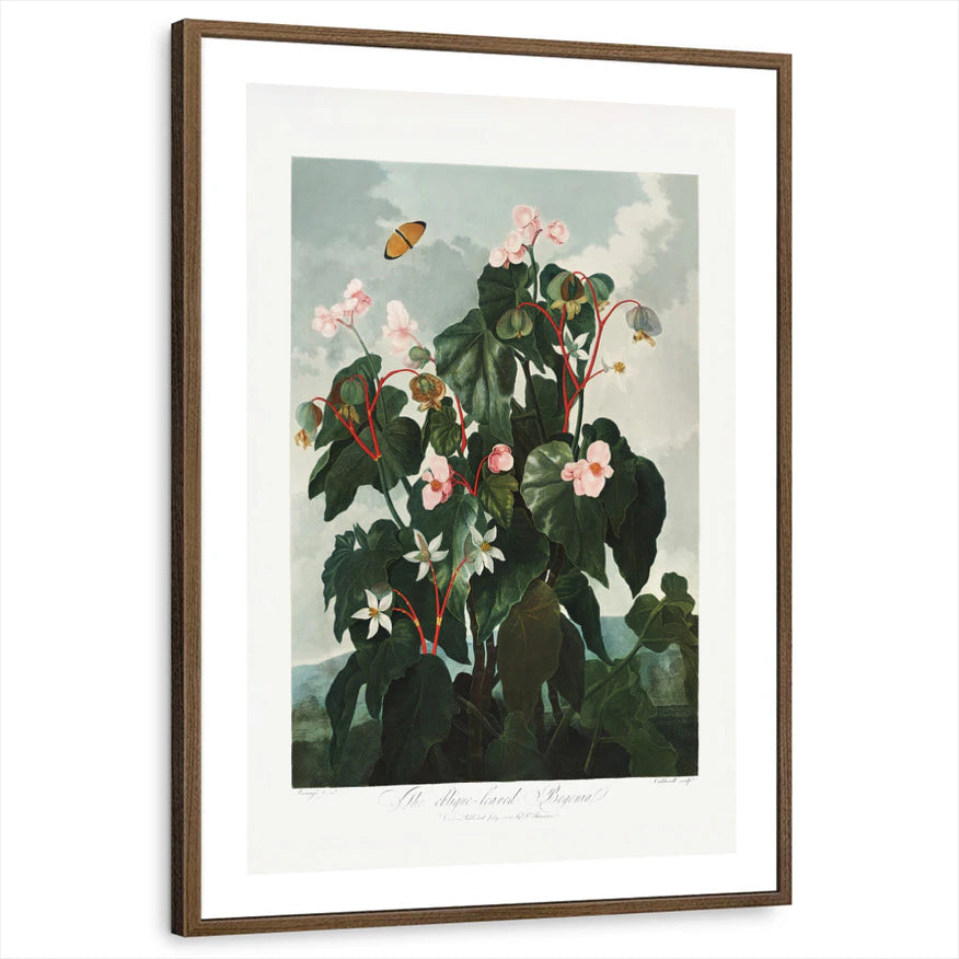 framed-print-brown-walnut-white-border