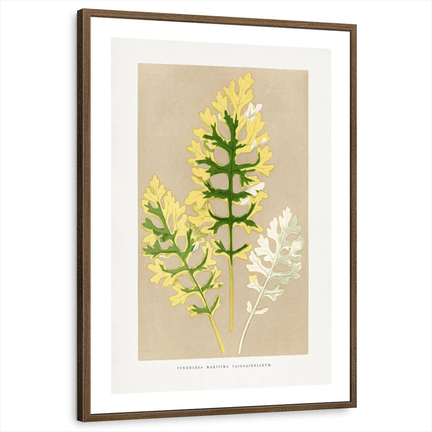 framed-print-brown-walnut-white-border