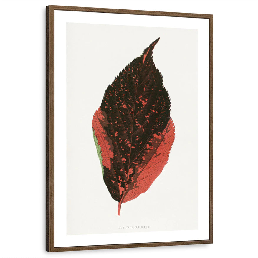 framed-print-brown-walnut-white-border