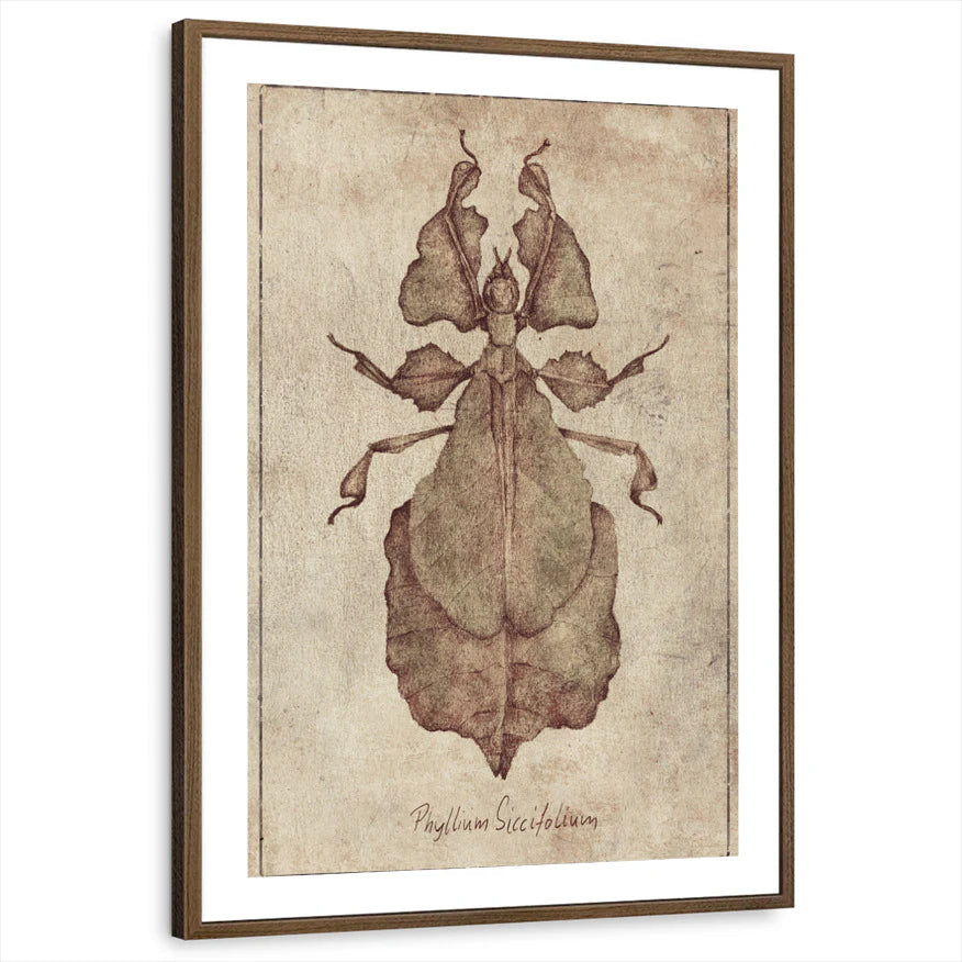 framed-print-brown-walnut-white-border