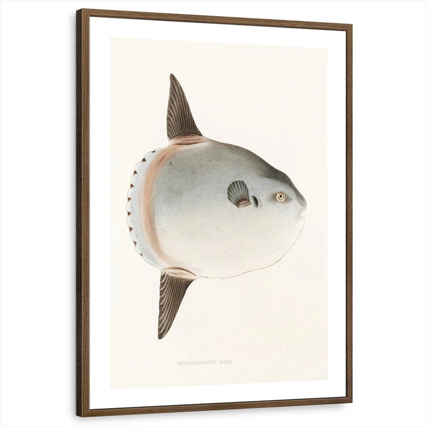 framed-print-brown-walnut-white-border