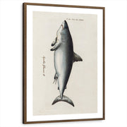 framed-print-brown-walnut-white-border