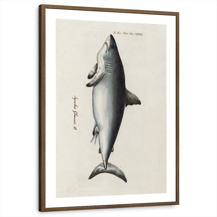 framed-print-brown-walnut-white-border