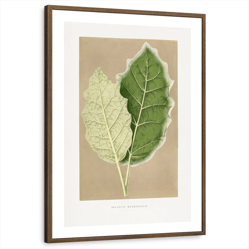 framed-print-brown-walnut-white-border
