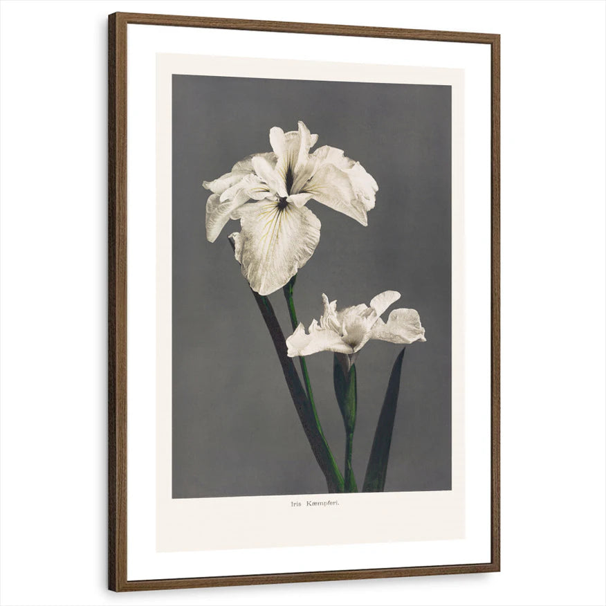 framed-print-brown-walnut-white-border